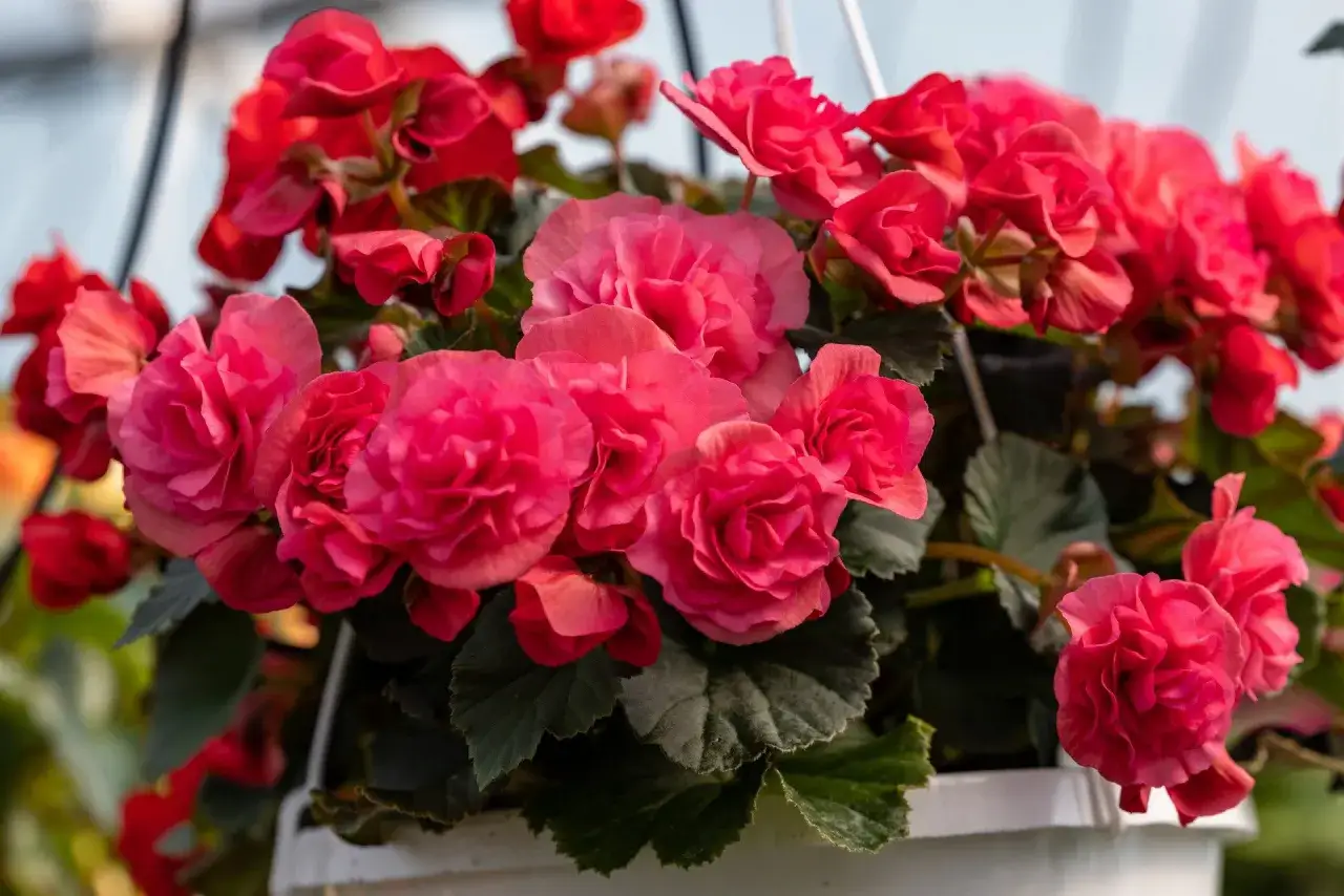 Kaskada różowych i czerwonych kwiatów begonia solenia w białej doniczce.