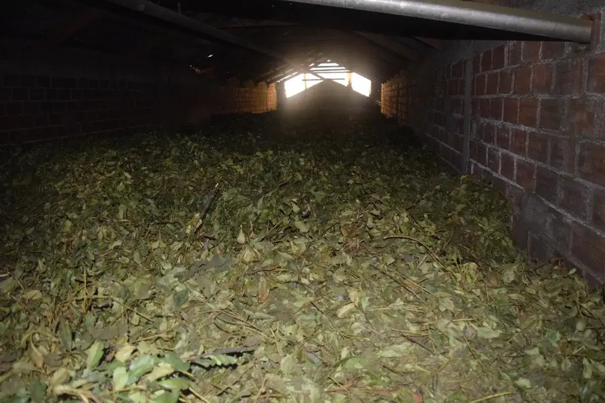 Suszone liście yerba mate wewnątrz ceglanego magazynu, czekające na dalszą obr&oacute;bkę.