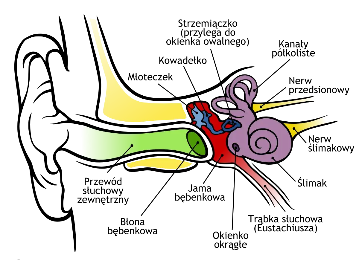 Anatomia ucha: przewód słuchowy, błona bębenkowa, kosteczki słuchowe, ślimak, kanały półkoliste. Ból ucha przyczyny mogą być związane z zapaleniem tych struktur.