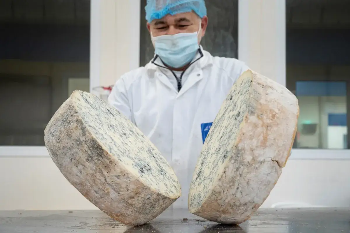 Due forme di gorgonzola, tagliate a metà, mostrano la loro origine e la caratteristica muffa blu. Un casaro in camice bianco le presenta.