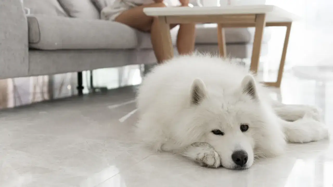 Narzędzia do pielęgnacji samoyeda
