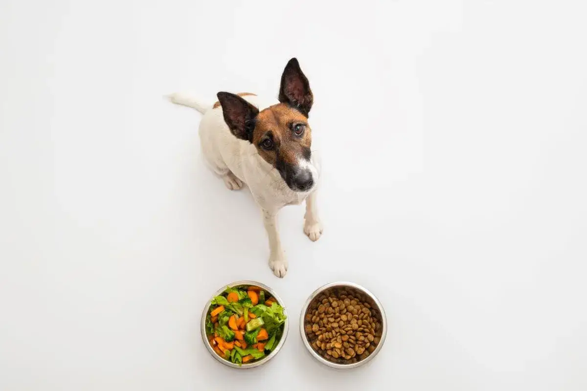 Un adorable chien de race Jack Russell, au pelage blanc et brun, regarde avec curiosité deux gamelles : l'une remplie de légumes frais, l'autre de croquettes. Ce petit chien, au regard vif, semble hésiter entre son repas habituel et une option plus saine.