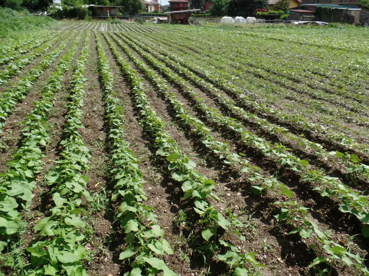 Campi coltivati con file ordinate di giovani piantine di fagioli, frutto della semina fagioli.