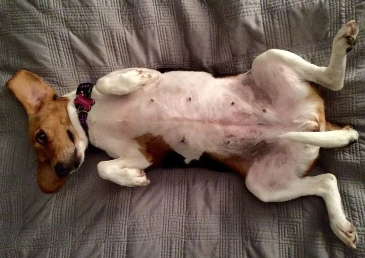 Hund liegt auf dem R&uuml;cken, sein Bauch gluckert, aber er frisst nicht.