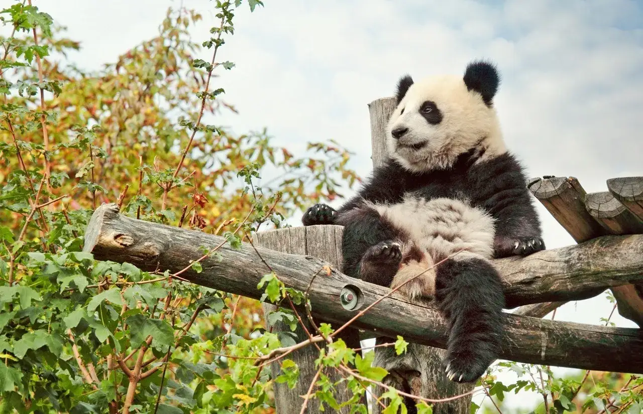 Panda siedzi na drewnianej konstrukcji w zoo wiedeń, otoczona zielenią.