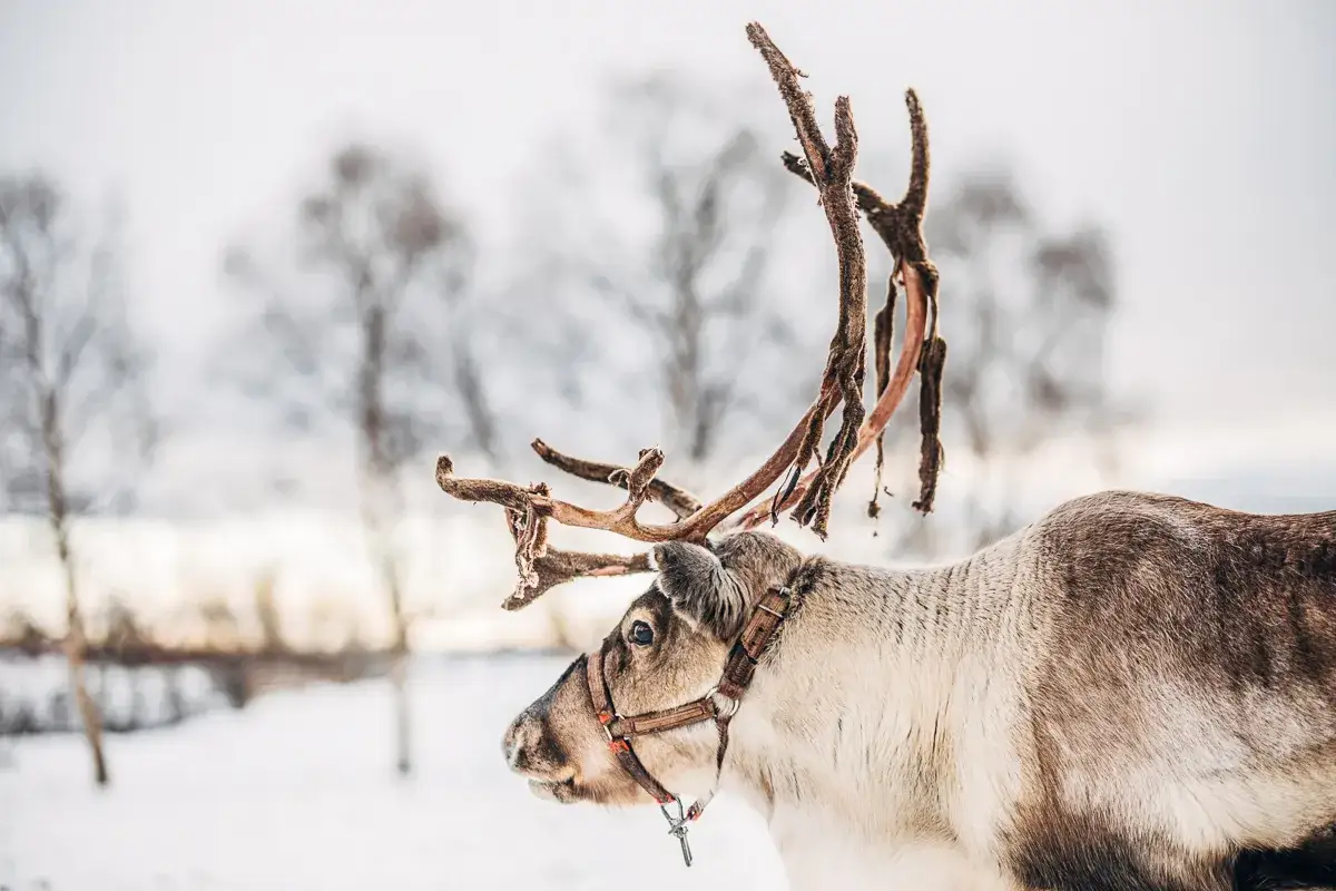 Ren i snölandskap, en scen som hämtad ur en film om samer. Dess majestätiska horn sträcker sig mot den grå himlen.