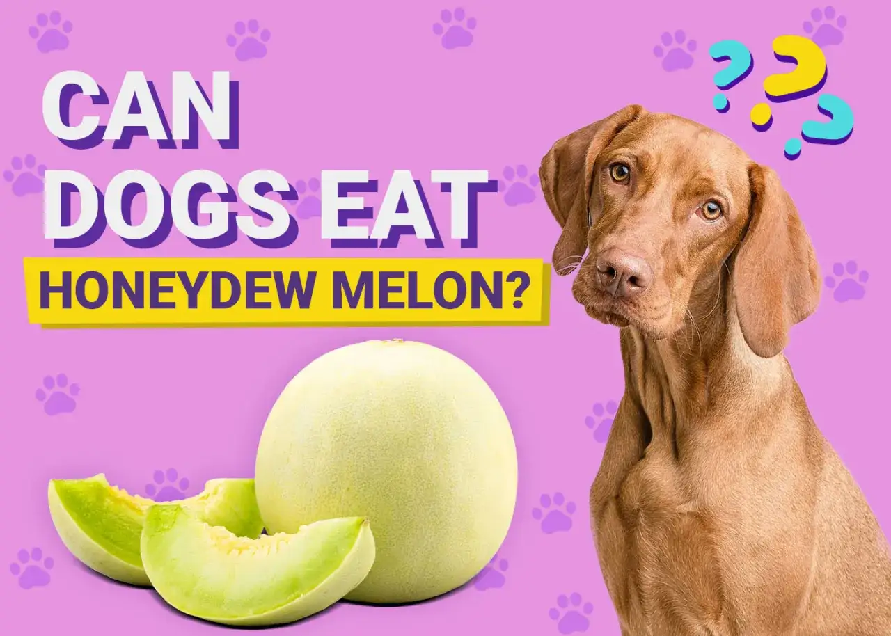 A curious dog wonders,