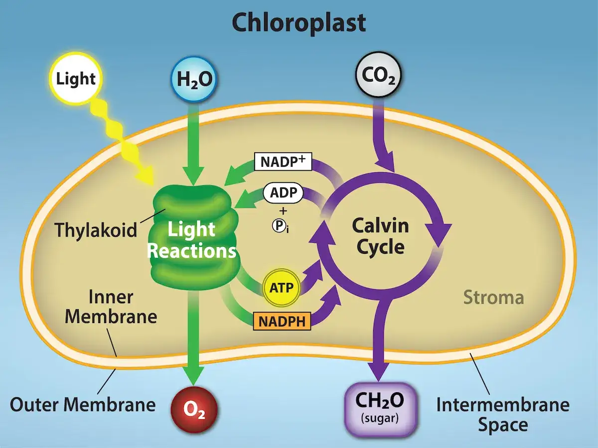 Schema des fotosynthese ablaufs im Chloroplasten: Licht, Wasser und CO2 werden zu Zucker und Sauerstoff umgewandelt.
