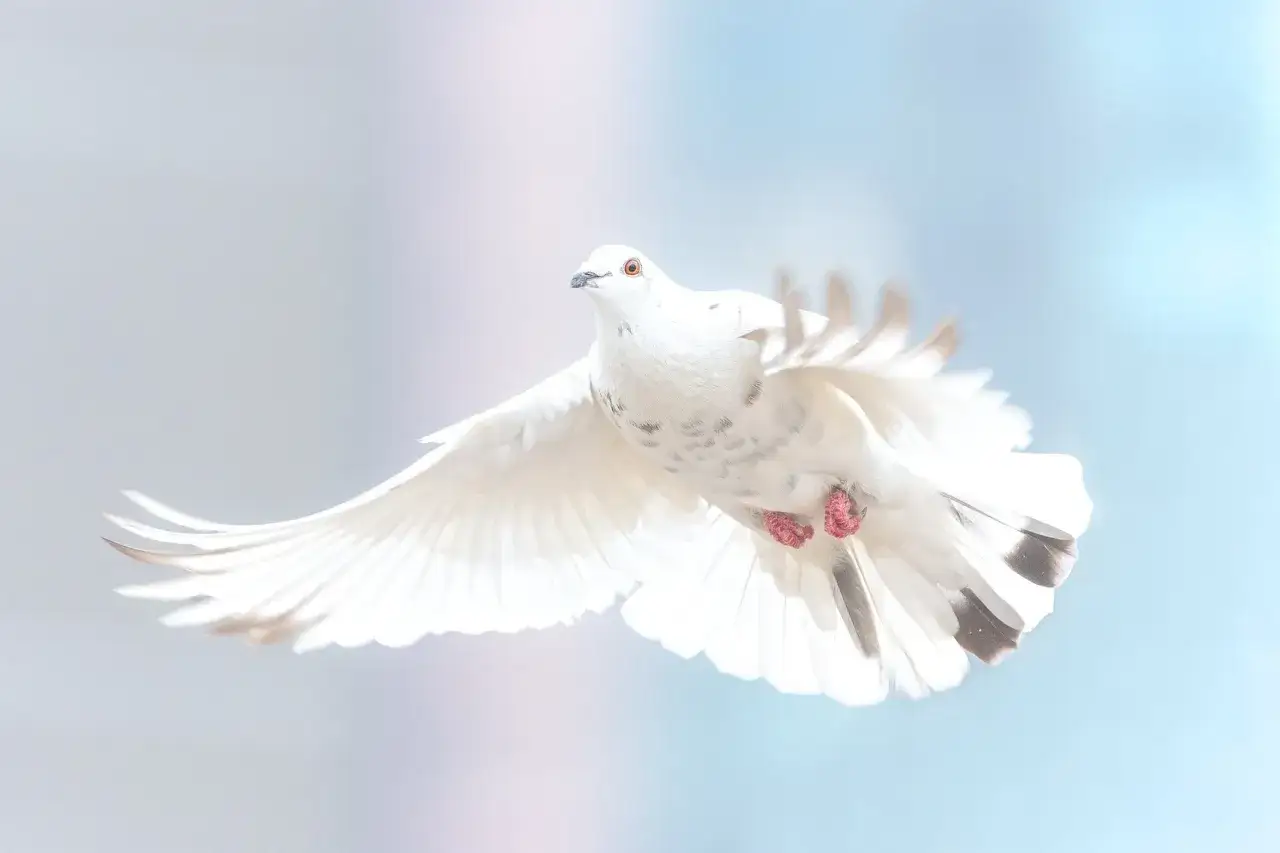 Eine weiße Taube fliegt, ein Symbol des heiligen Geistes, mit ausgebreiteten Flügeln vor einem hellen, unscharfen Hintergrund.