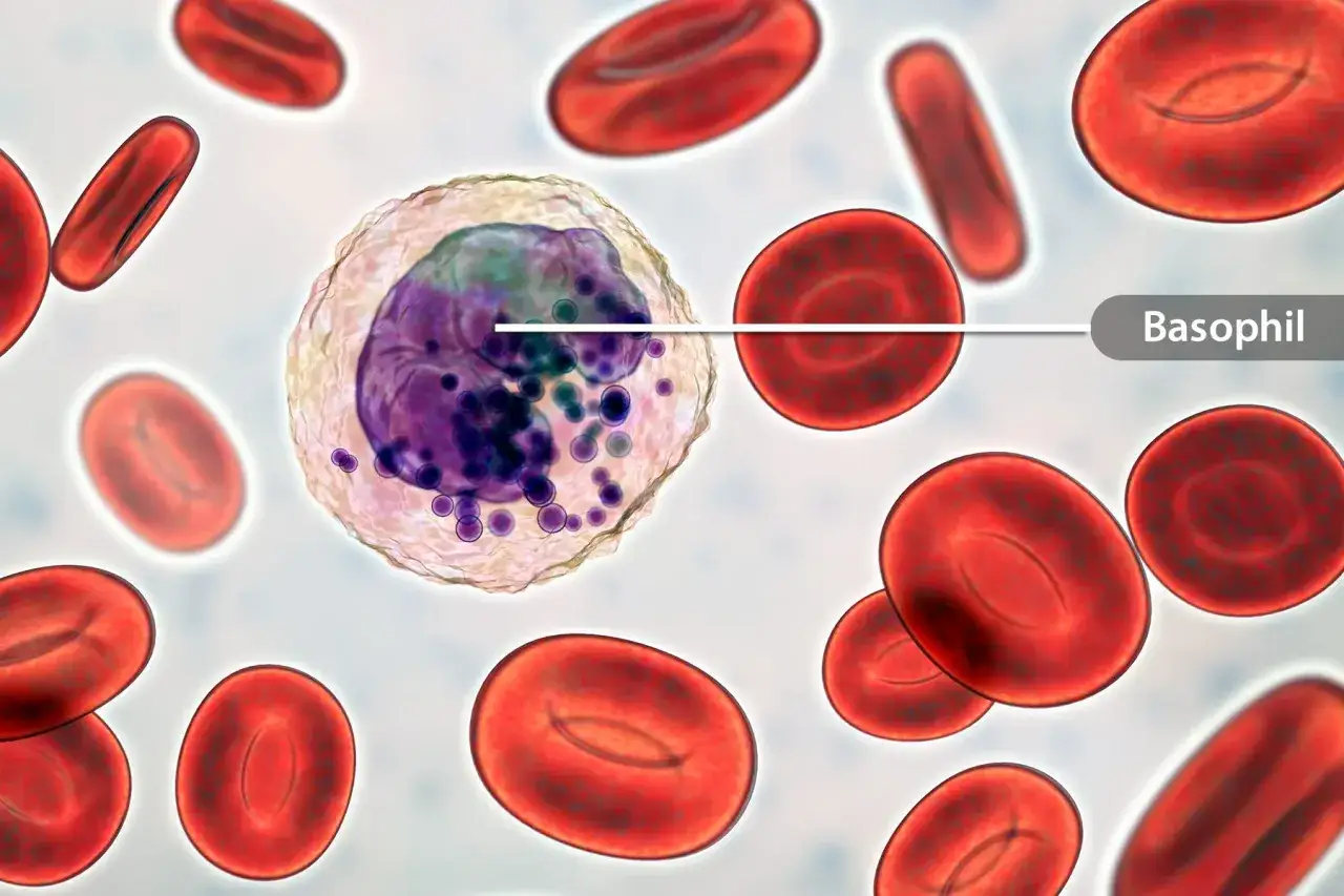 Granulocyt zasadochłonny (bazofil) wśród czerwonych krwinek.
