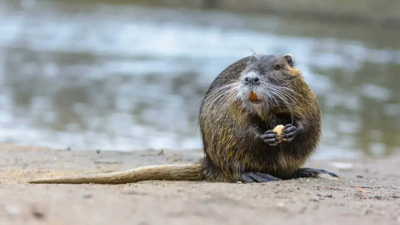Ein Nutria-Tier sitzt am Ufer und hält genüsslich einen Bissen in seinen Pfoten.