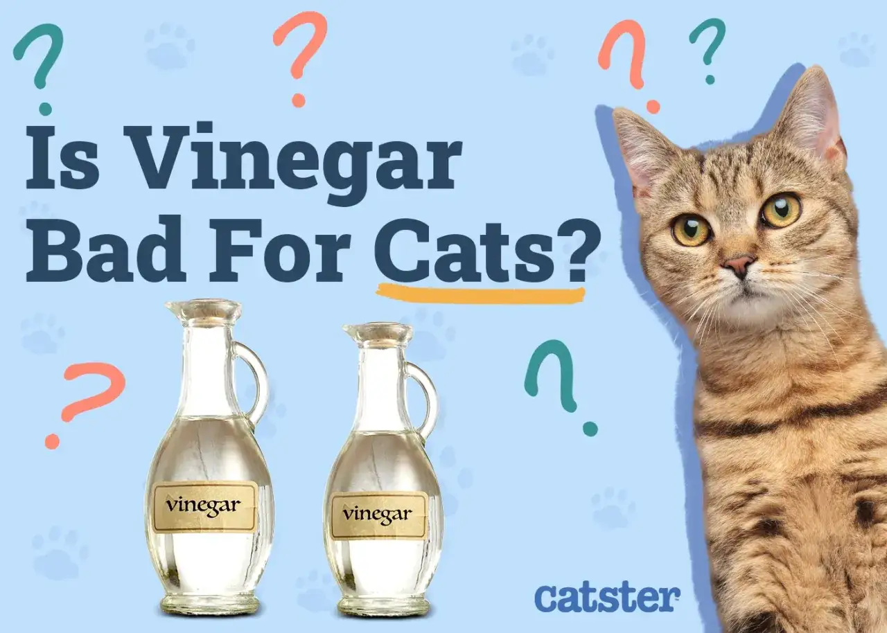 A tabby cat looks at the question 