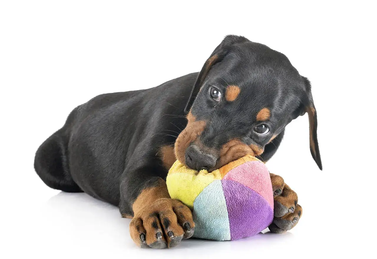 Mały Rottweiler gryzie kolorową piłkę, kiedy szczeniak zmienia zęby.