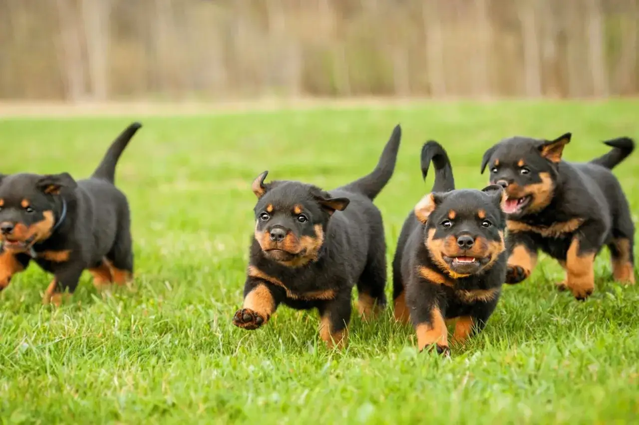 Fyra Rottweiler-valpar springer glatt över en grön gräsmatta. De ser ut att vara redo för sitt besiktningsintyg hund.