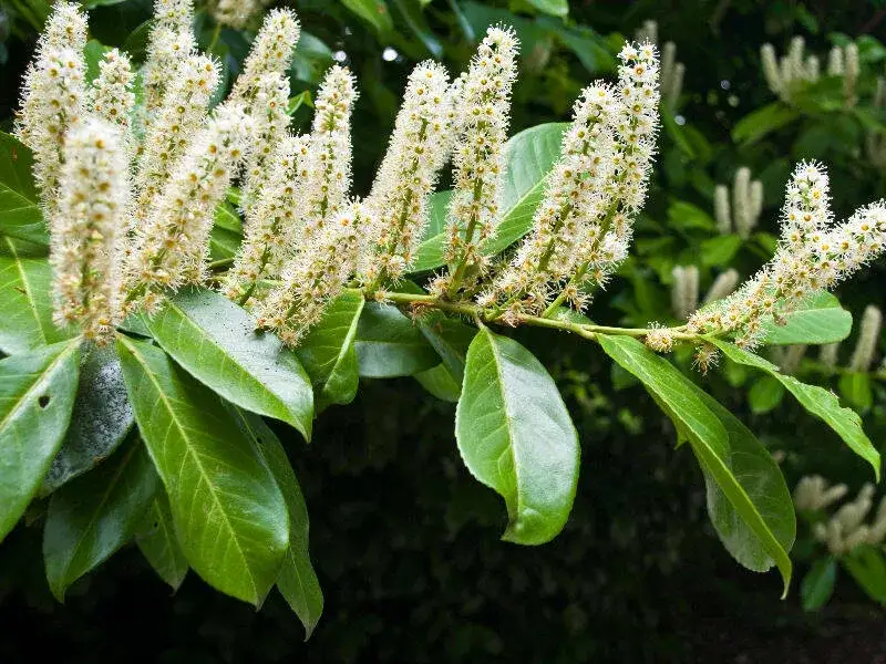 Laurowiśnia wschodnia Prunus laurocerasus liście owoce