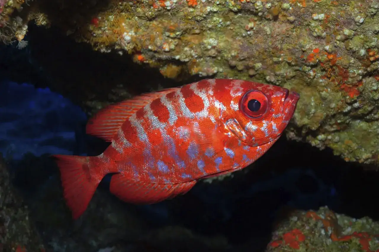 Un pez rojo vibrante, una de las especies de peces de Lanzarote, nada cerca de un arrecife rocoso.