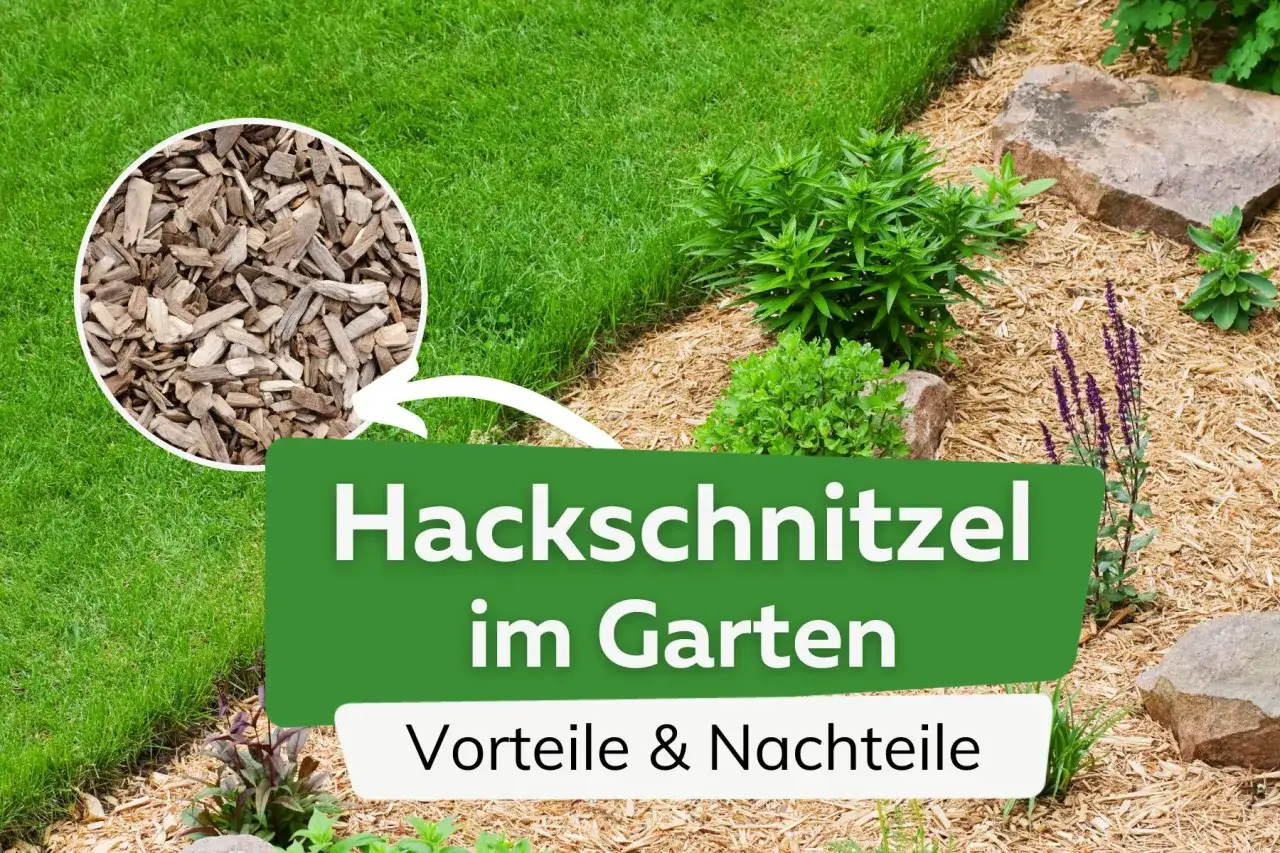 Hackschnitzel im Garten: Vorteile & Nachteile. Ein Kreis zeigt Holzspäne, die als Mulch dienen.