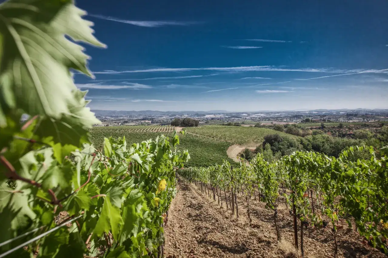 Vigneti di Montepulciano sotto un cielo azzurro, con filari ordinati che scendono dolcemente verso la campagna.