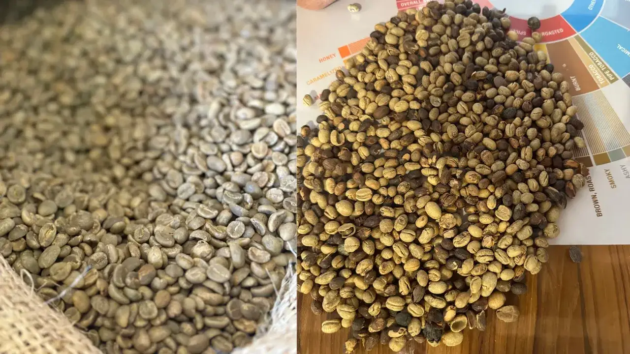 Chicchi di caffè crudi e tostati, un viaggio che definisce la qualità di caffè.