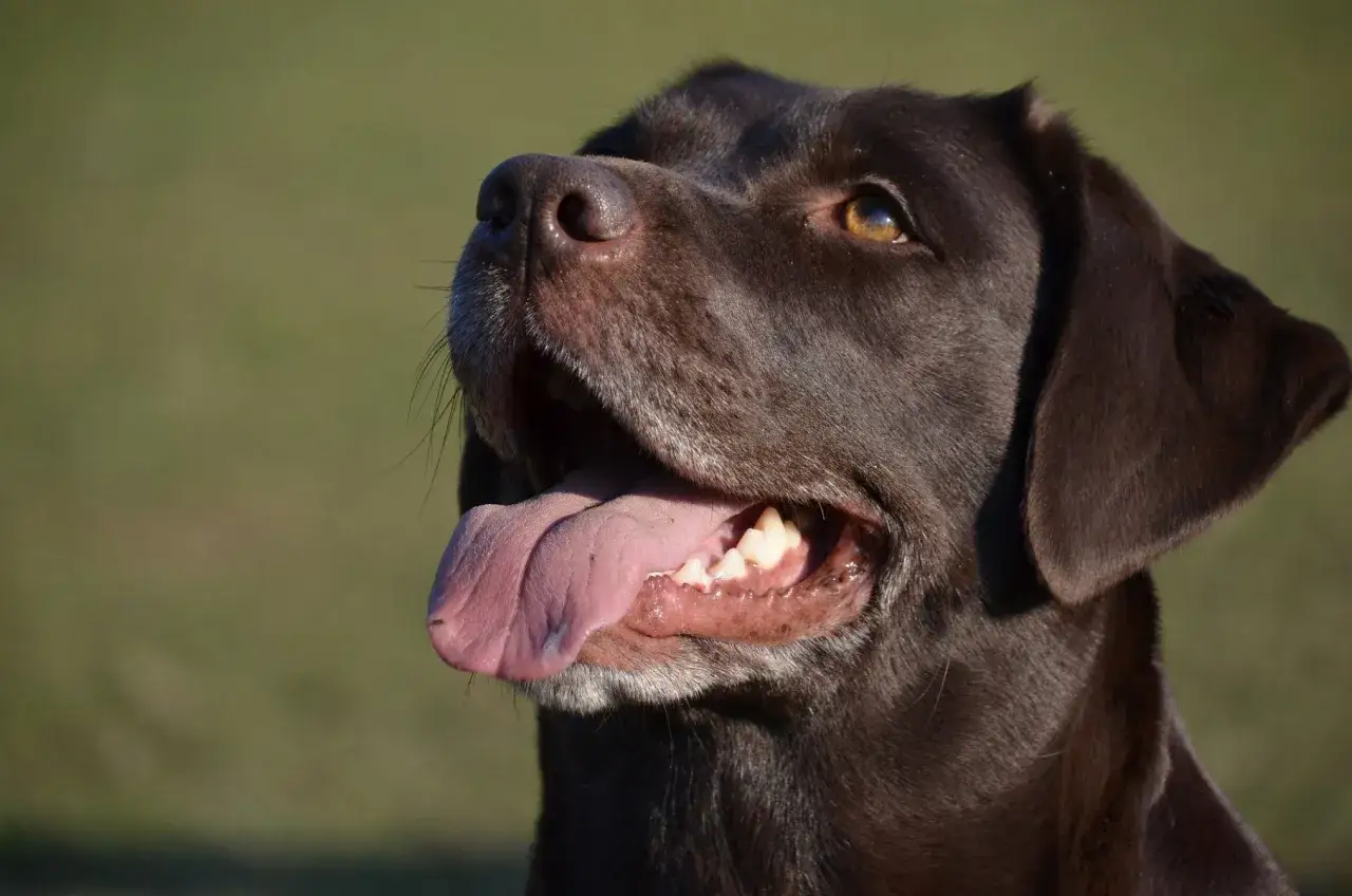 Un chien brun à la langue rose pendante, l'air attentif. Apprenez comment calmer un chien en rute avec des techniques douces.
