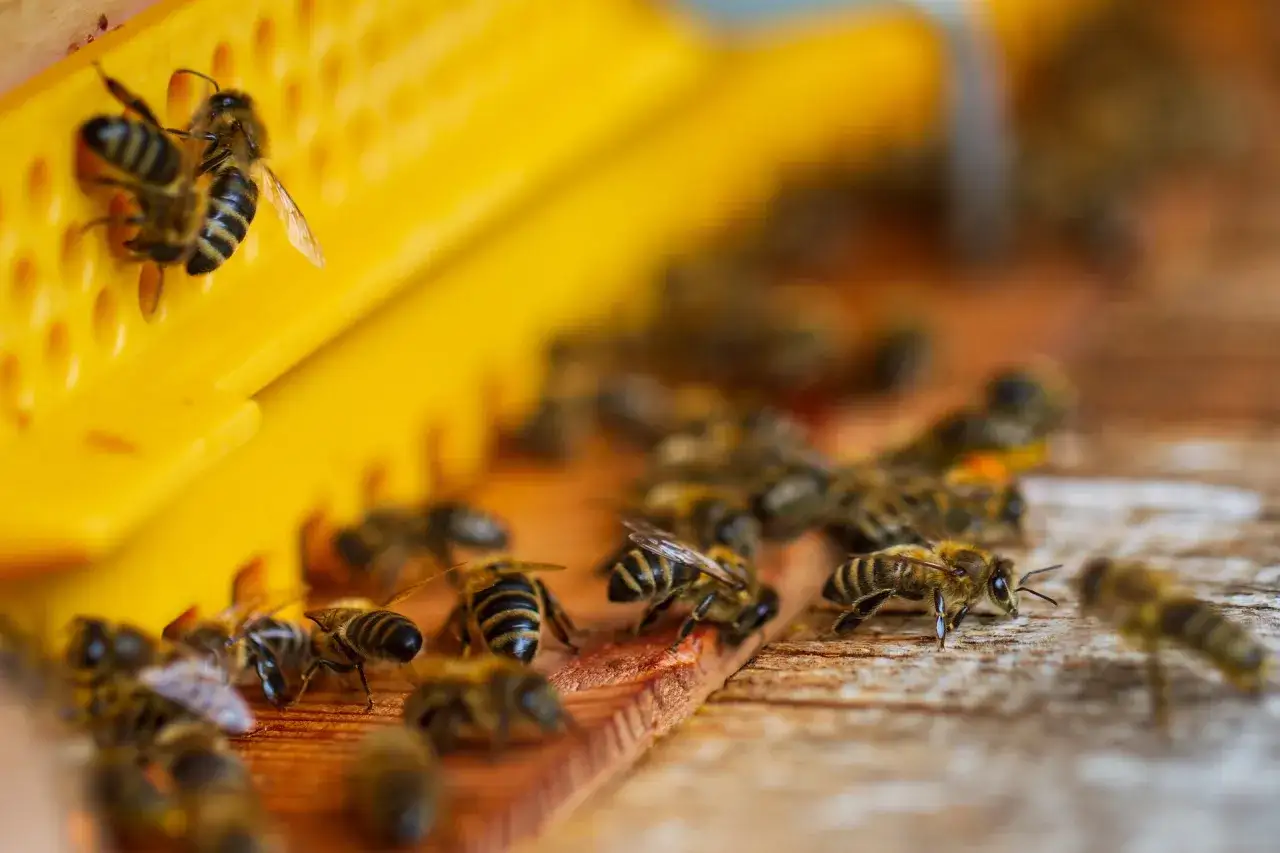 Pszczoły pracują przy ż&oacute;łtym elemencie ula, zbierając surowiec do produkcji propolisu. Co to jest propolis? To naturalna substancja o właściwościach leczniczych.
