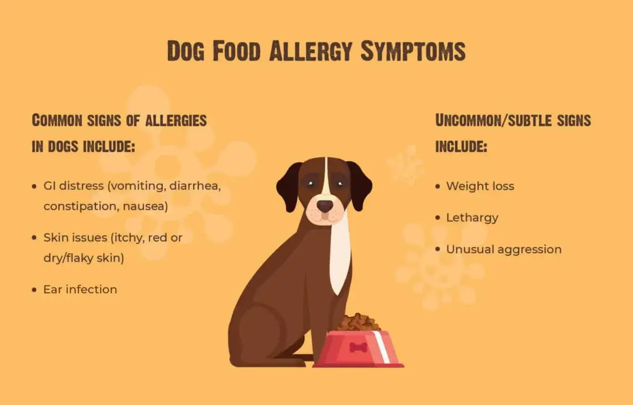 Symptômes d'allergie alimentaire chez le chien : troubles digestifs, problèmes de peau, perte de poids, léthargie.