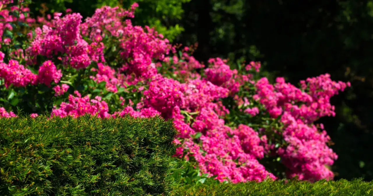 Krzew lagerstroemia w pełnym rozkwicie, z bujnymi, różowymi kwiatami na tle zieleni.