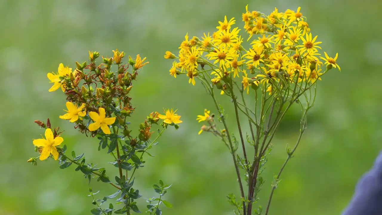 Zwei Büsche mit gelben Blüten, eine zarter, die andere dichter. Vorsicht vor Jakobskreuzkraut Verwechslungsgefahr!