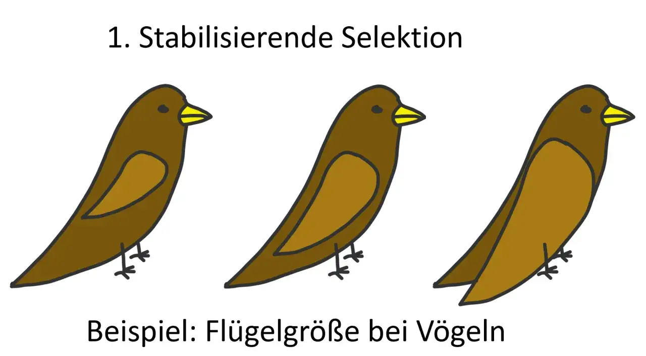 Drei braune V&ouml;gel, die Charles Darwins Evolutionstheorie der stabilisierenden Selektion veranschaulichen.