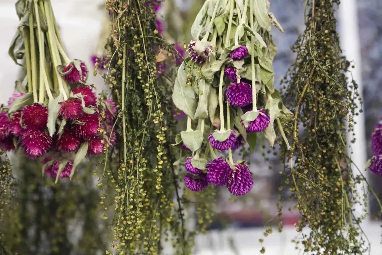Büschel von lila Blüten und grünen Zweigen hängen kopfüber. Die Blumen trocknen und behalten ihre intensive Farbe.
