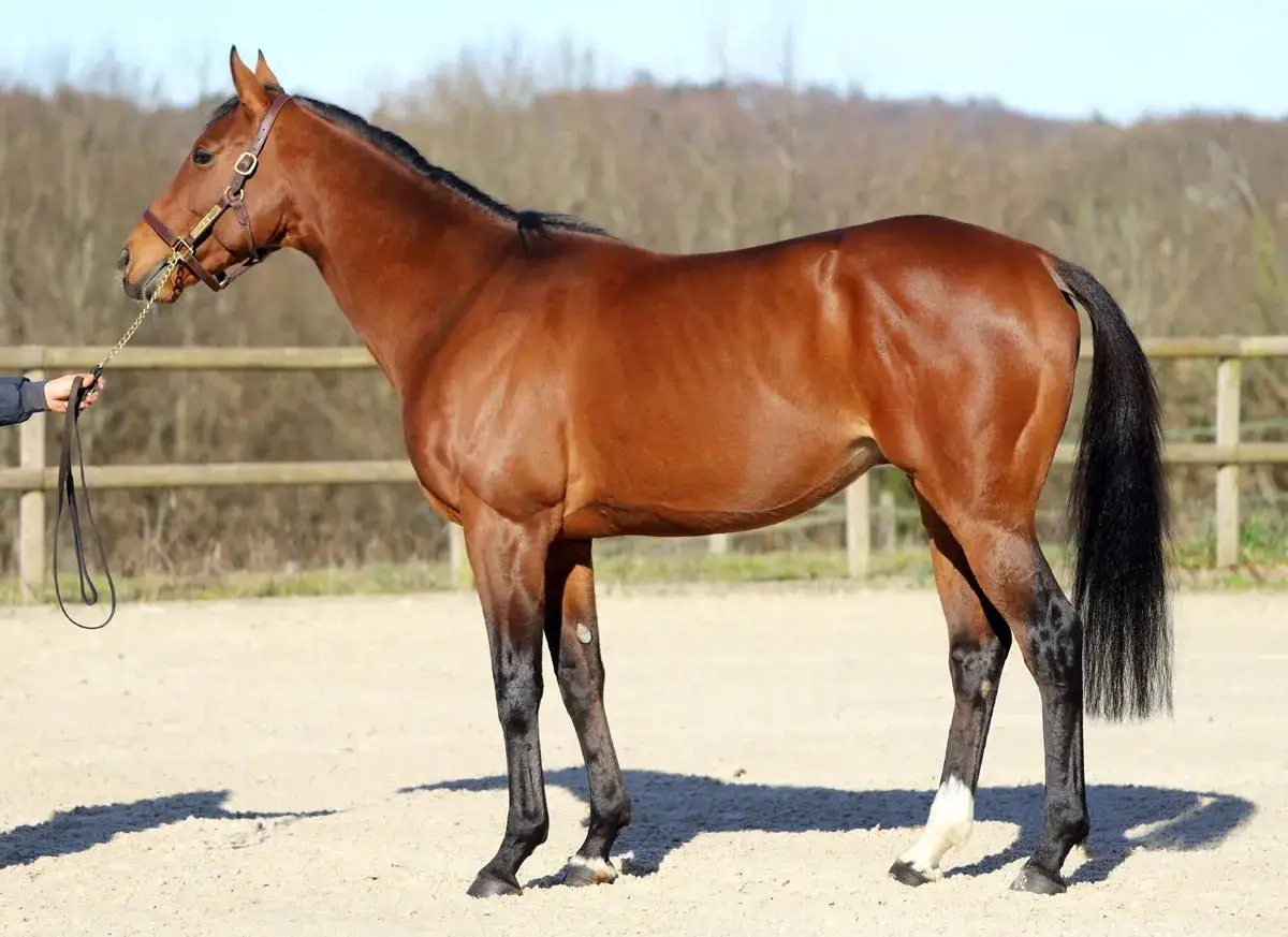 Magnifique etalon cheval bai, muscl&eacute; et fier, tenu en longe dans une carri&egrave;re sablonneuse. Son pelage brille sous le soleil.