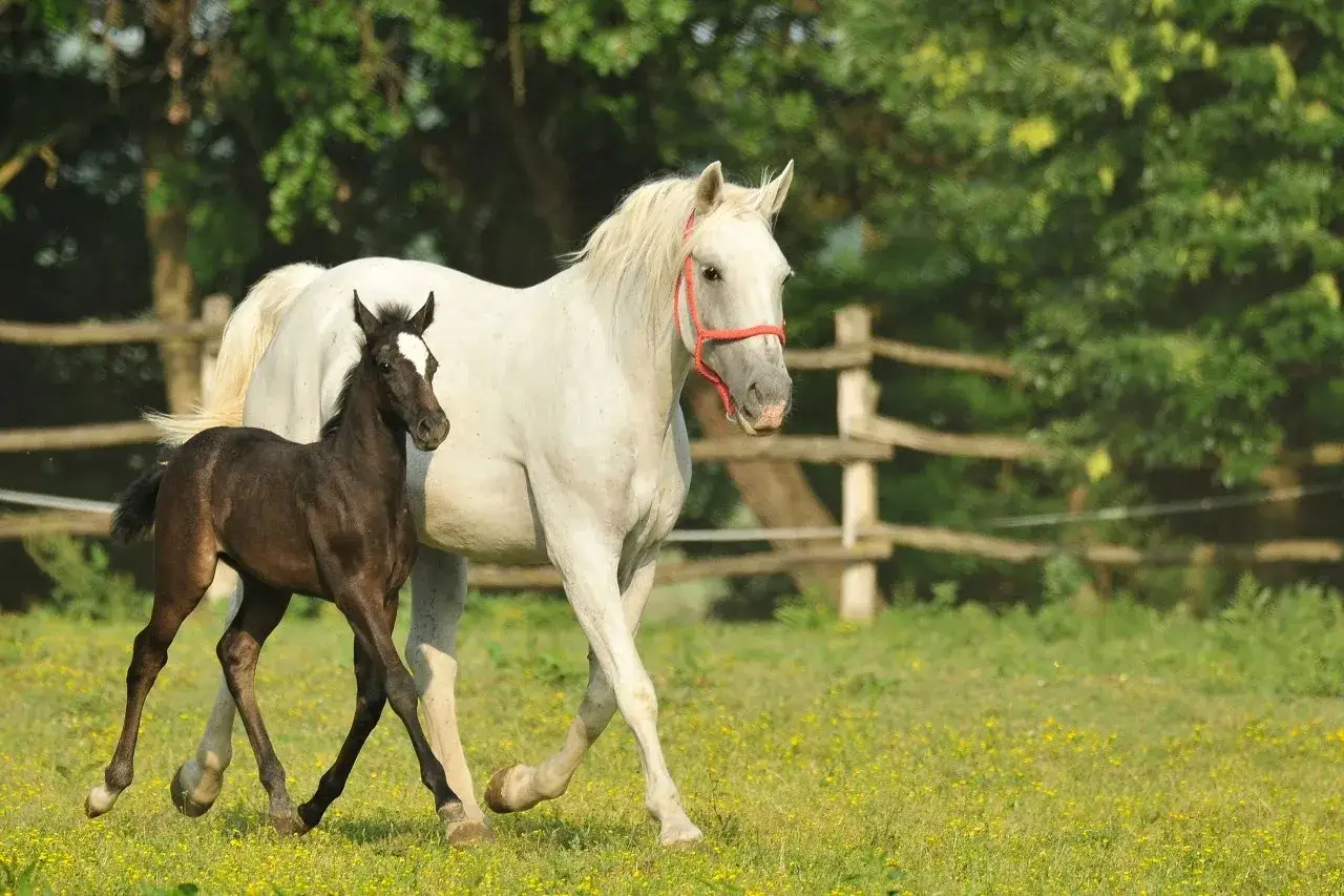 Ein wei&szlig;es Lipizzaner-Mutterpferd mit einem dunklen Fohlen, das die Vielfalt der Lipizzaner Farben zeigt.