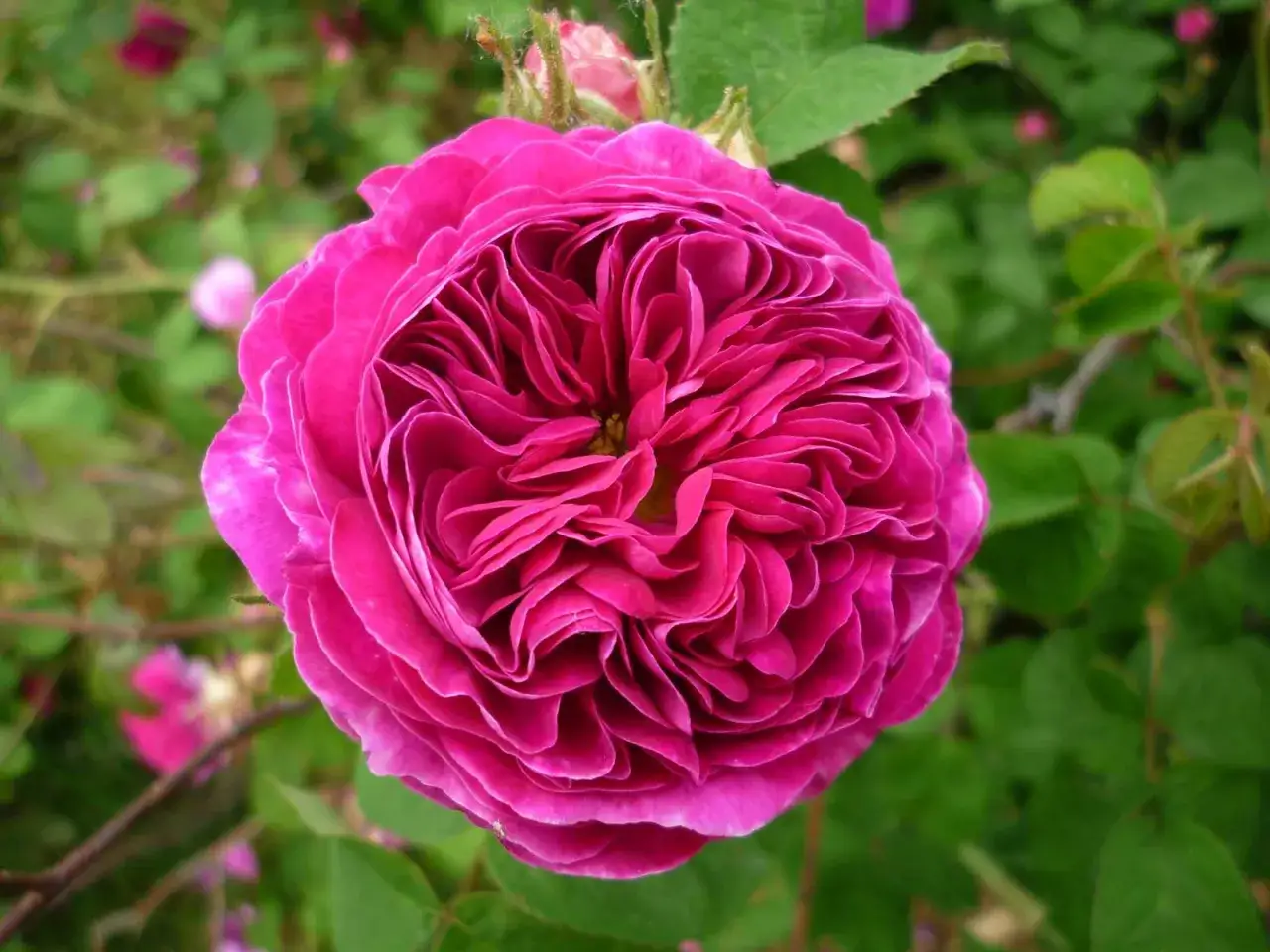 Gros plan sur une rose fuchsia aux p&eacute;tales enroul&eacute;s, &eacute;voquant les noms de roses c&eacute;l&egrave;bres. Le feuillage vert flou entoure cette fleur somptueuse.