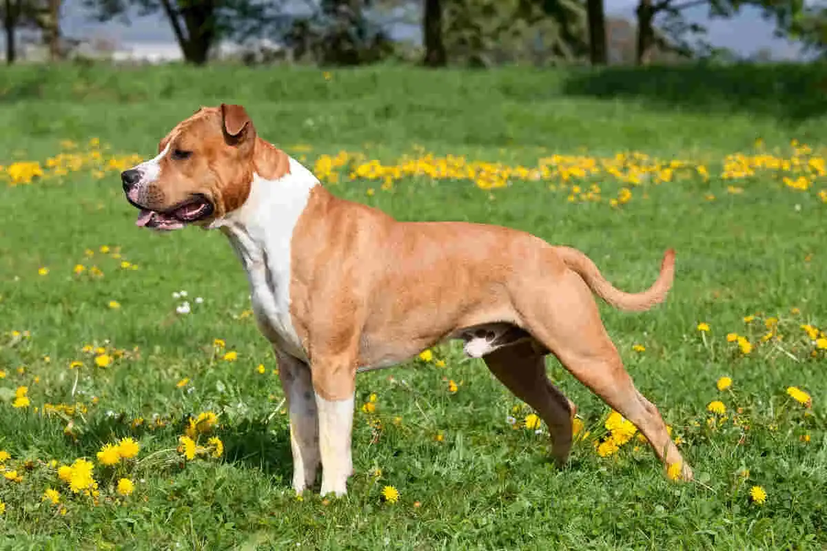 Amstaff w trawie pełnej mleczy. Czy amstaff jest agresywny? Ten pies wygląda na spokojnego i zrelaksowanego.