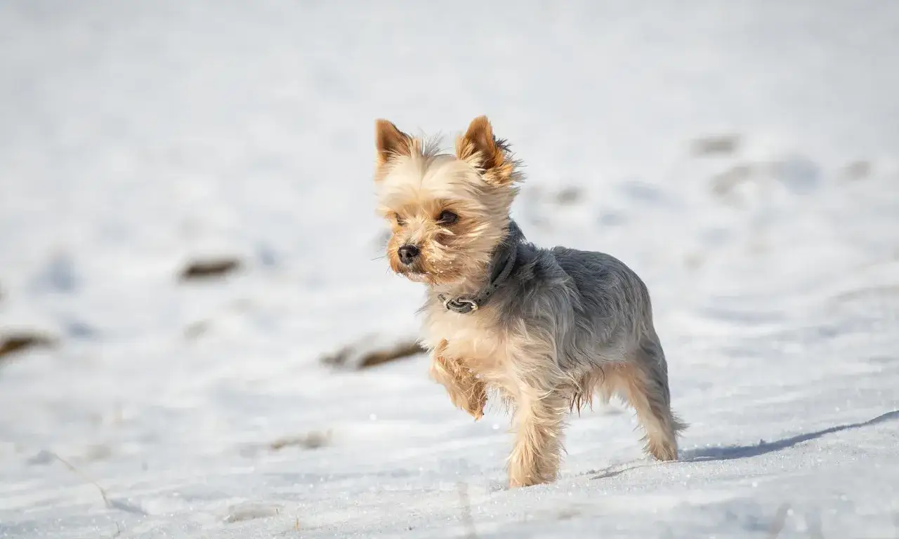 Mały yorkshire terrier w śniegu, jego waga jest niewielka, idealna do zimowych zabaw.