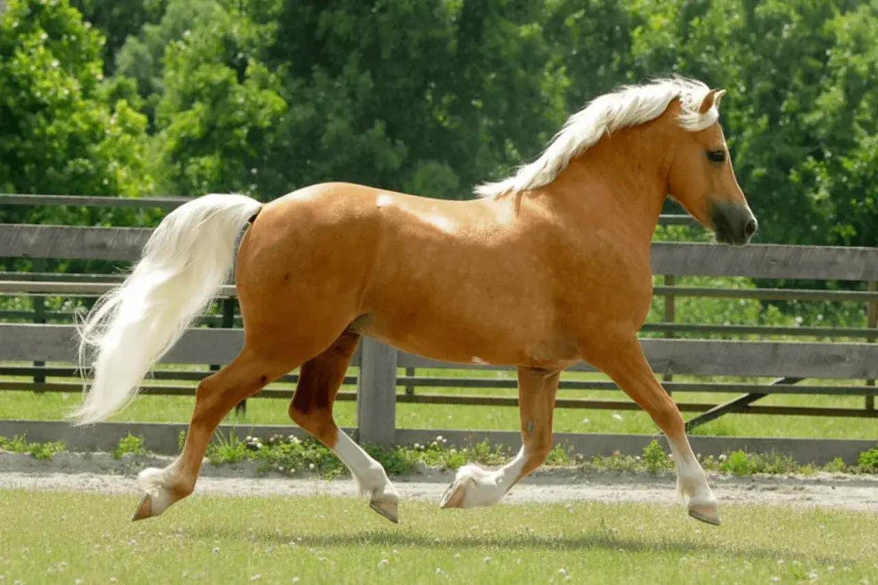 Un magnifique welsh cob cheval alezan à la crinière et queue blanches, galope dans un pré verdoyant.