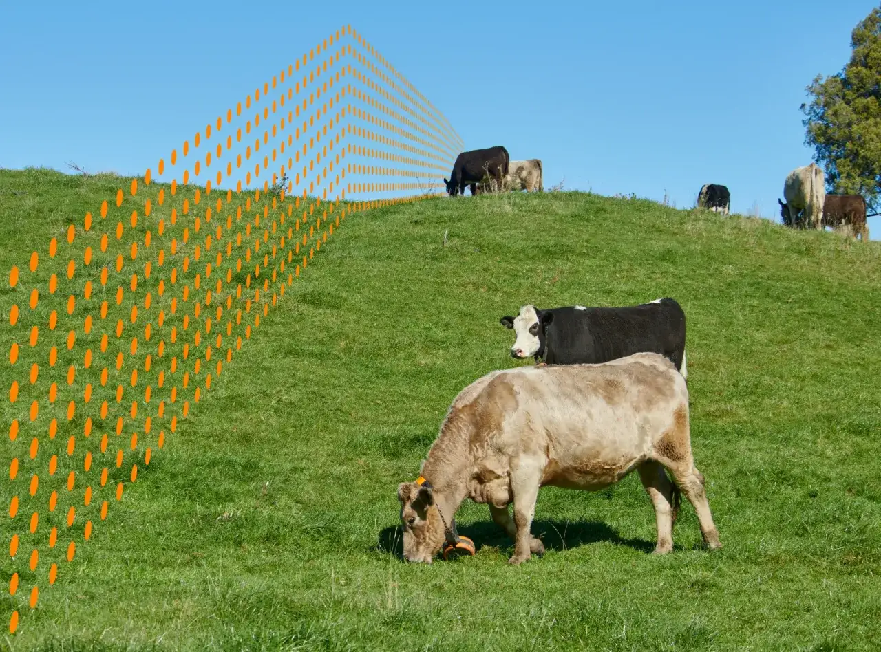 Mucca con collare arancione, pascola su un prato verde. Un campo di puntini arancioni suggerisce un sistema di virtual fencing.