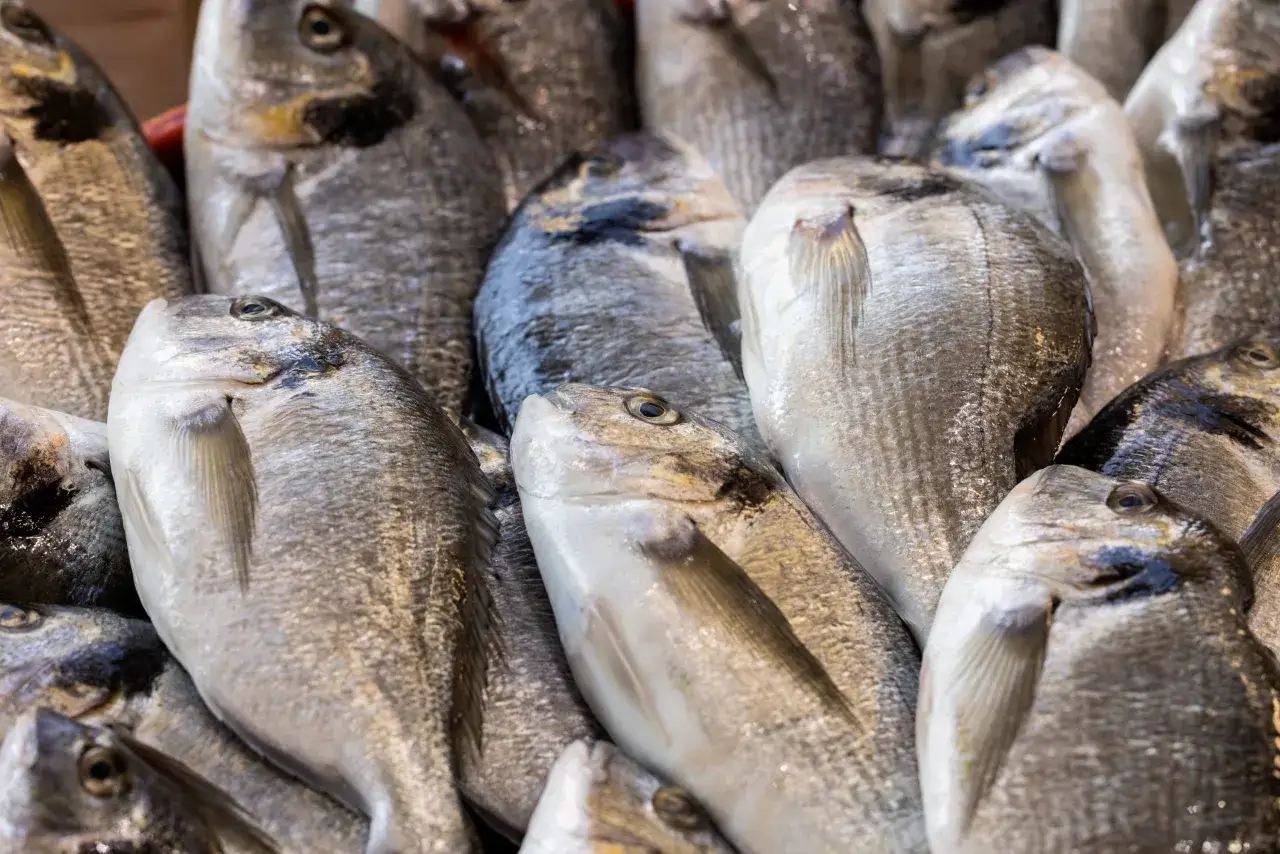 Un mont&oacute;n de jargo pescado fresco apilados, listos para ser vendidos en el mercado.