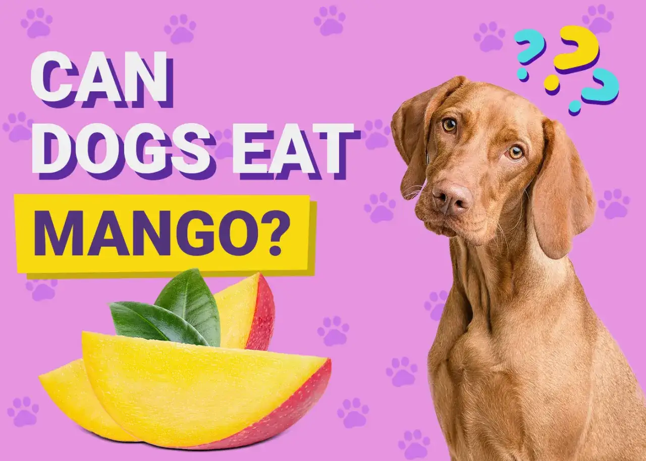 Czy pies może mango? Brązowy piesek z zaciekawieniem patrzy na kawałki mango. Tło w kolorze liliowym z odciskami łapek.