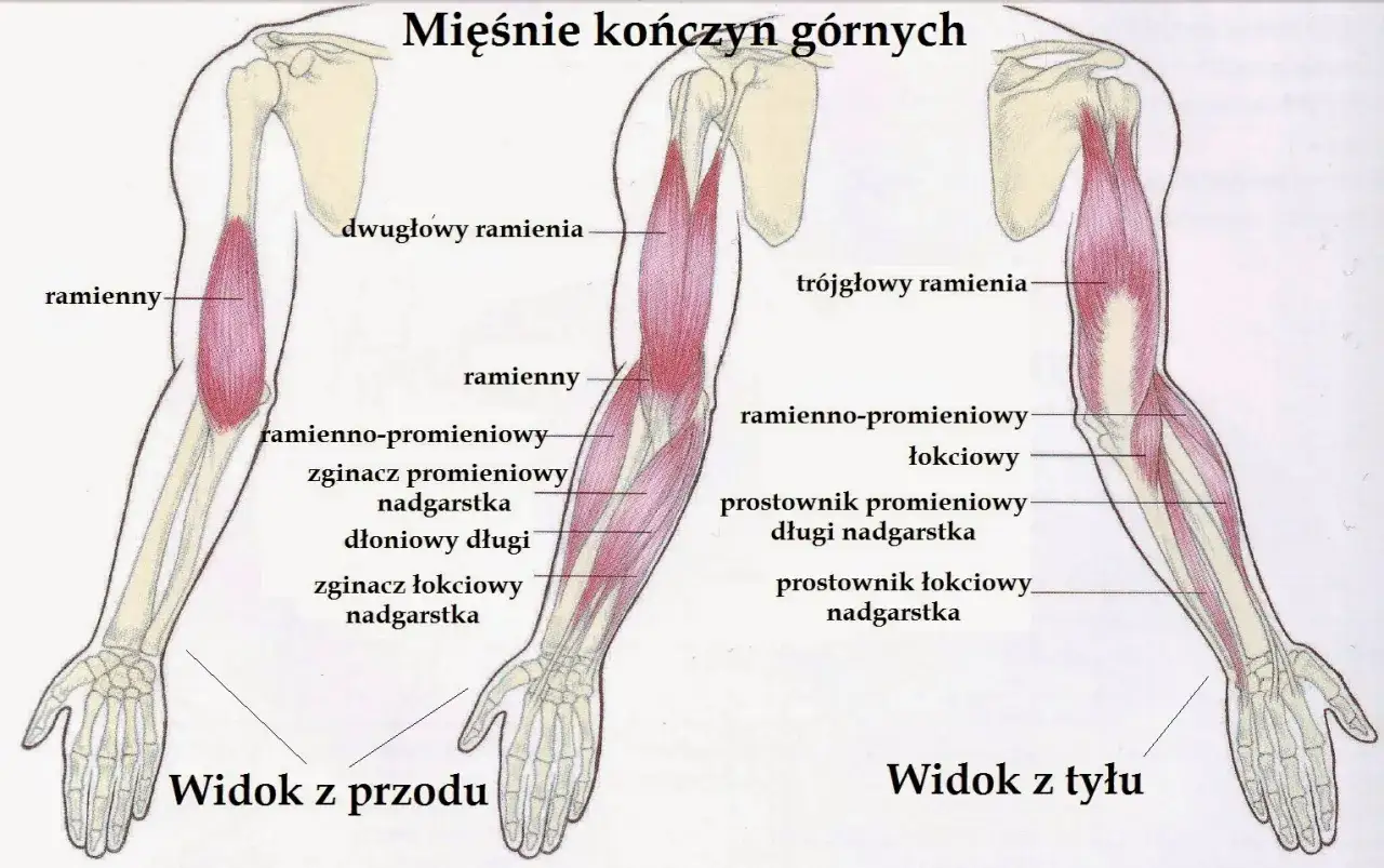 Anatomia ramienia: widok z przodu i z tyłu, z zaznaczonymi mięśniami, w tym triceps.