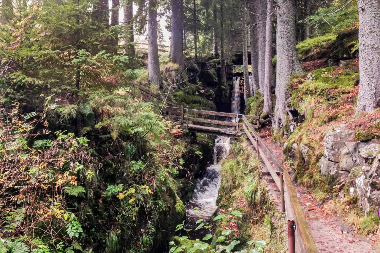 Sentier boisé en Forêt-Noire-Allemagne, avec un petit pont en bois traversant une cascade. La nature y est luxuriante et verdoyante.