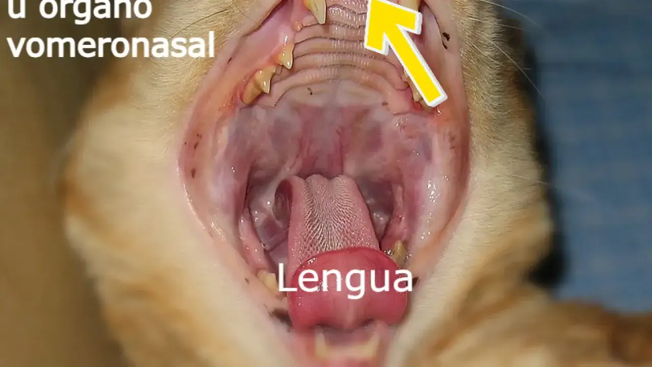 Boca abierta de un gato, mostrando la lengua y el &oacute;rgano vomeronasal, que ayuda a detectar feromonas.