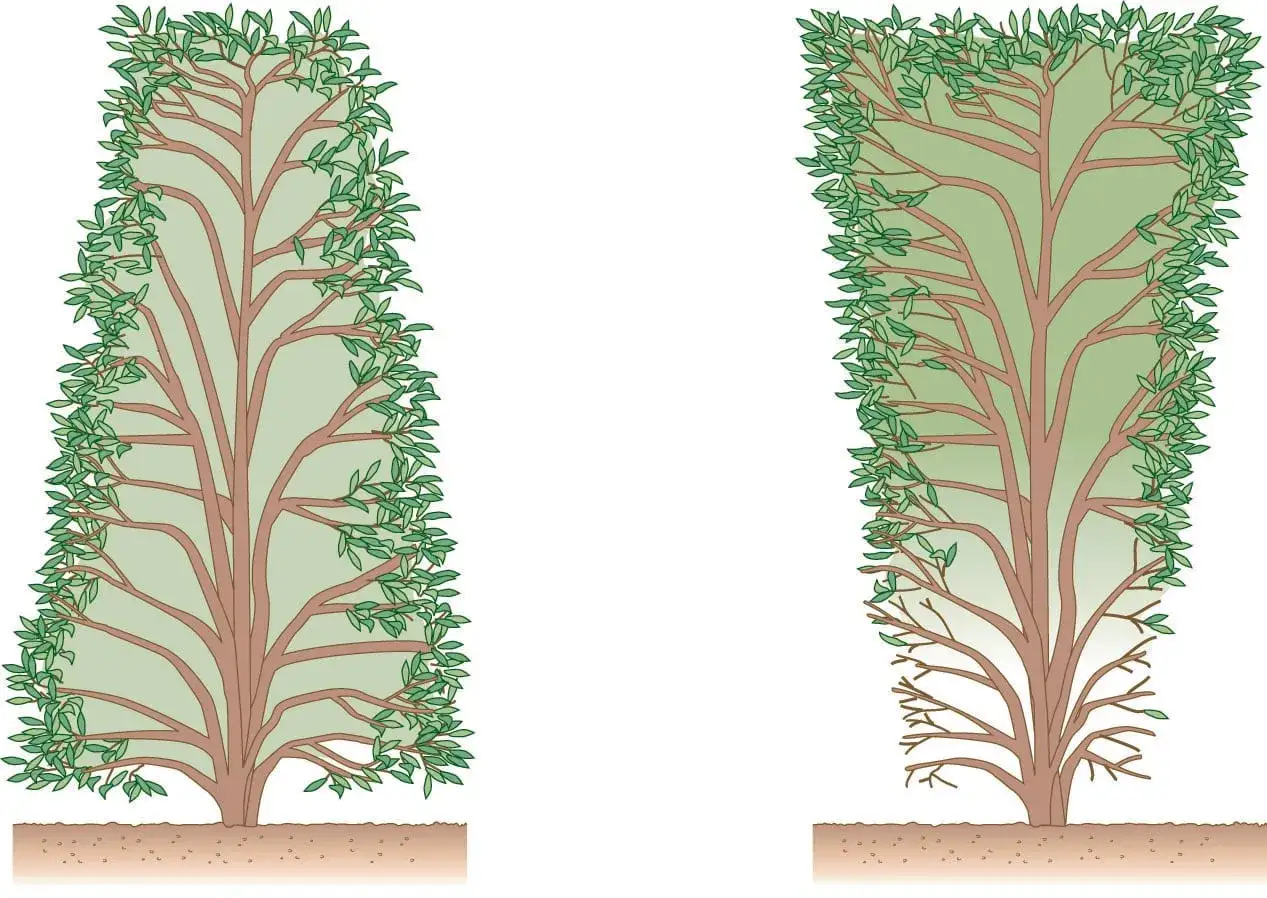 Zwei Bäume, einer dicht belaubt, der andere zeigt, wie man eine Hecke schneiden muss, um sie buschig zu halten.