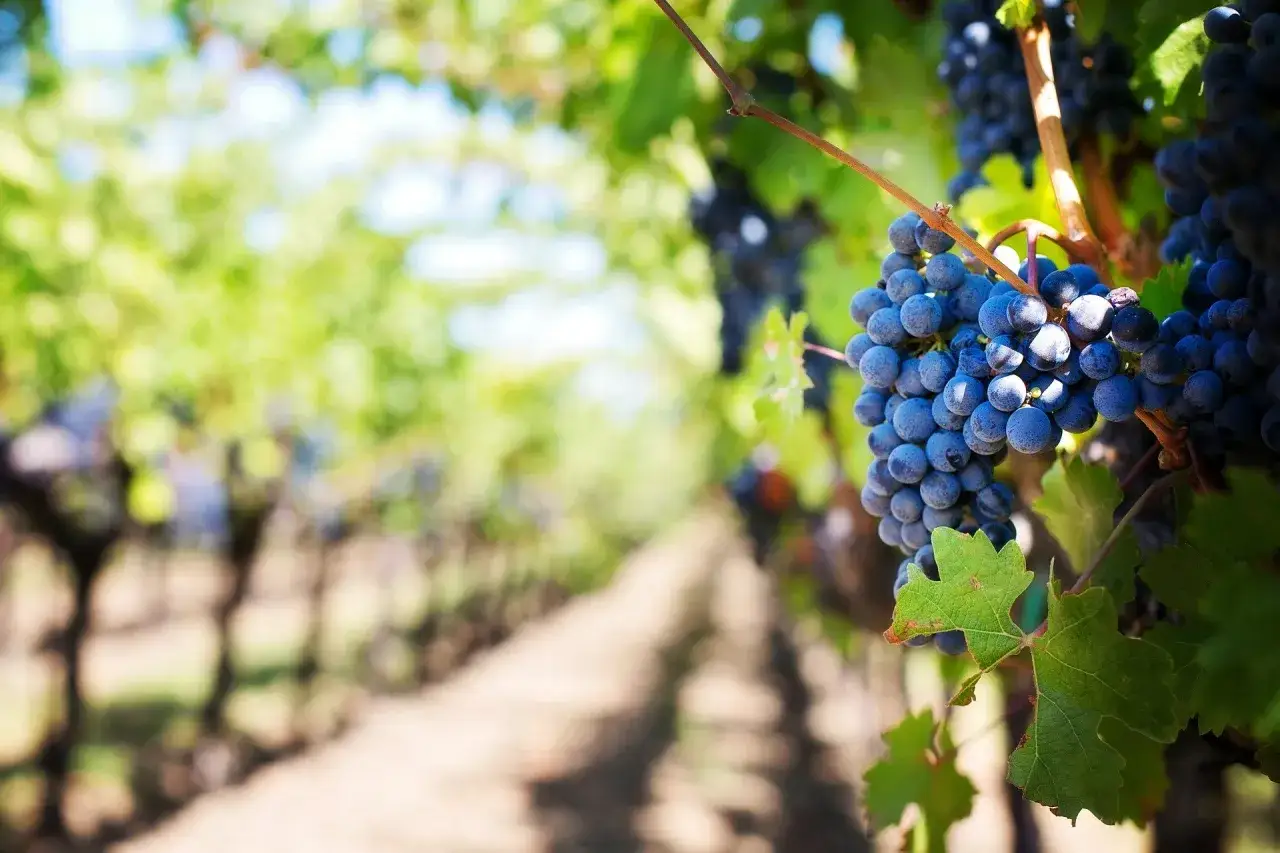 Racimos de uvas moradas maduras cuelgan en una viña, listos para la vendimia. El sol ilumina las hojas verdes y el camino de tierra.
