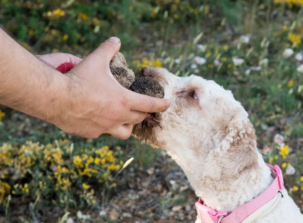 Perro olfateando trufas, un tesoro subterr&aacute;neo que es trufa en Espa&ntilde;a.