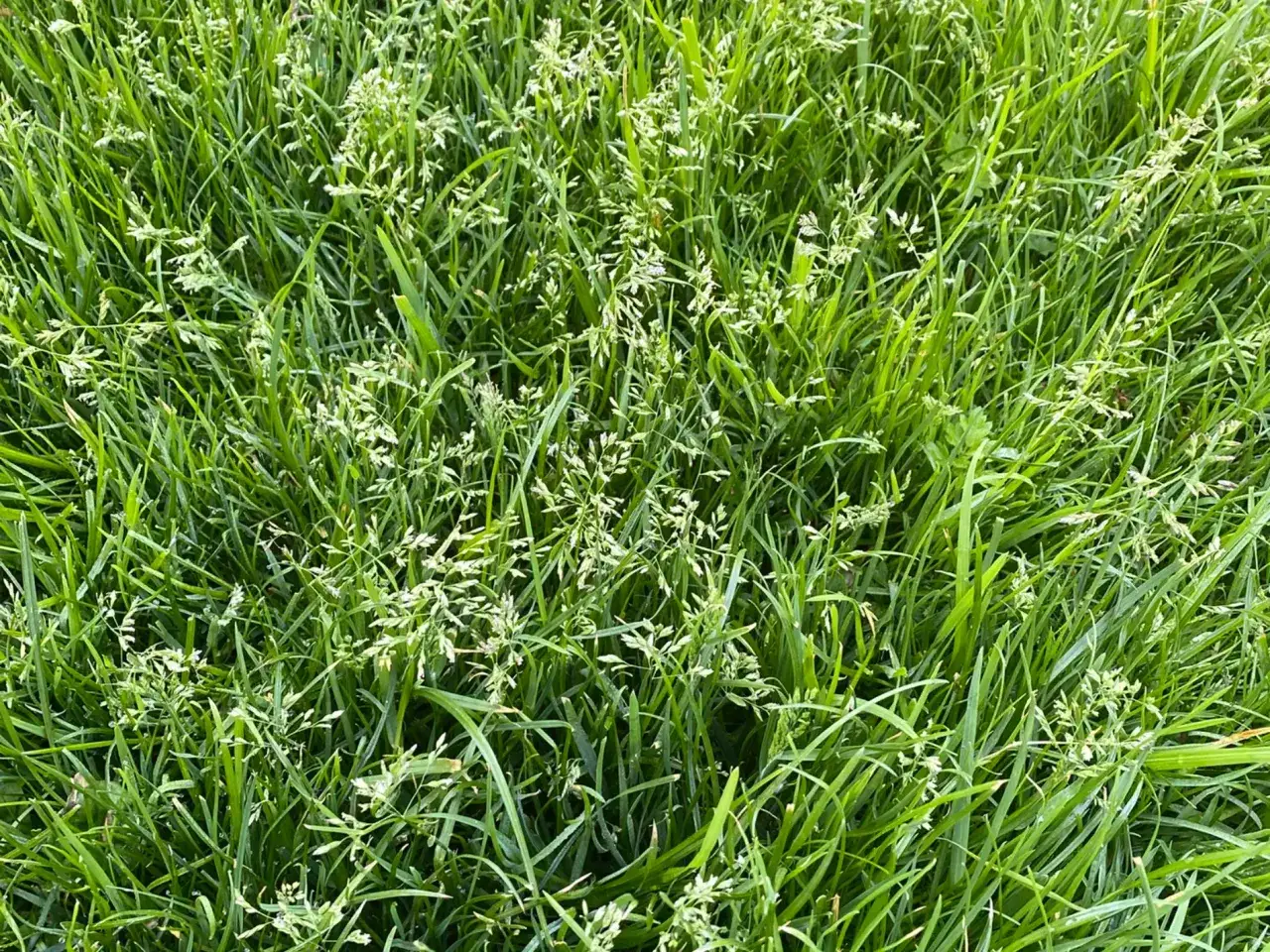 Dickes Gras im Rasen mit vielen kleinen wei&szlig;en Bl&uuml;tenst&auml;nden.