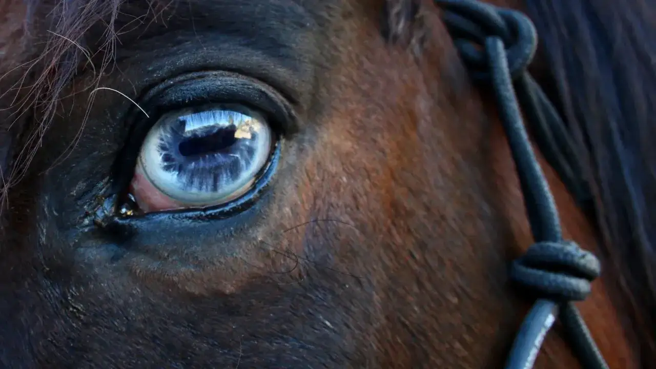 Gros plan sur l'oeil bleu d'un cheval brun, reflétant le ciel. Une cordelette noire est nouée près de sa tête.