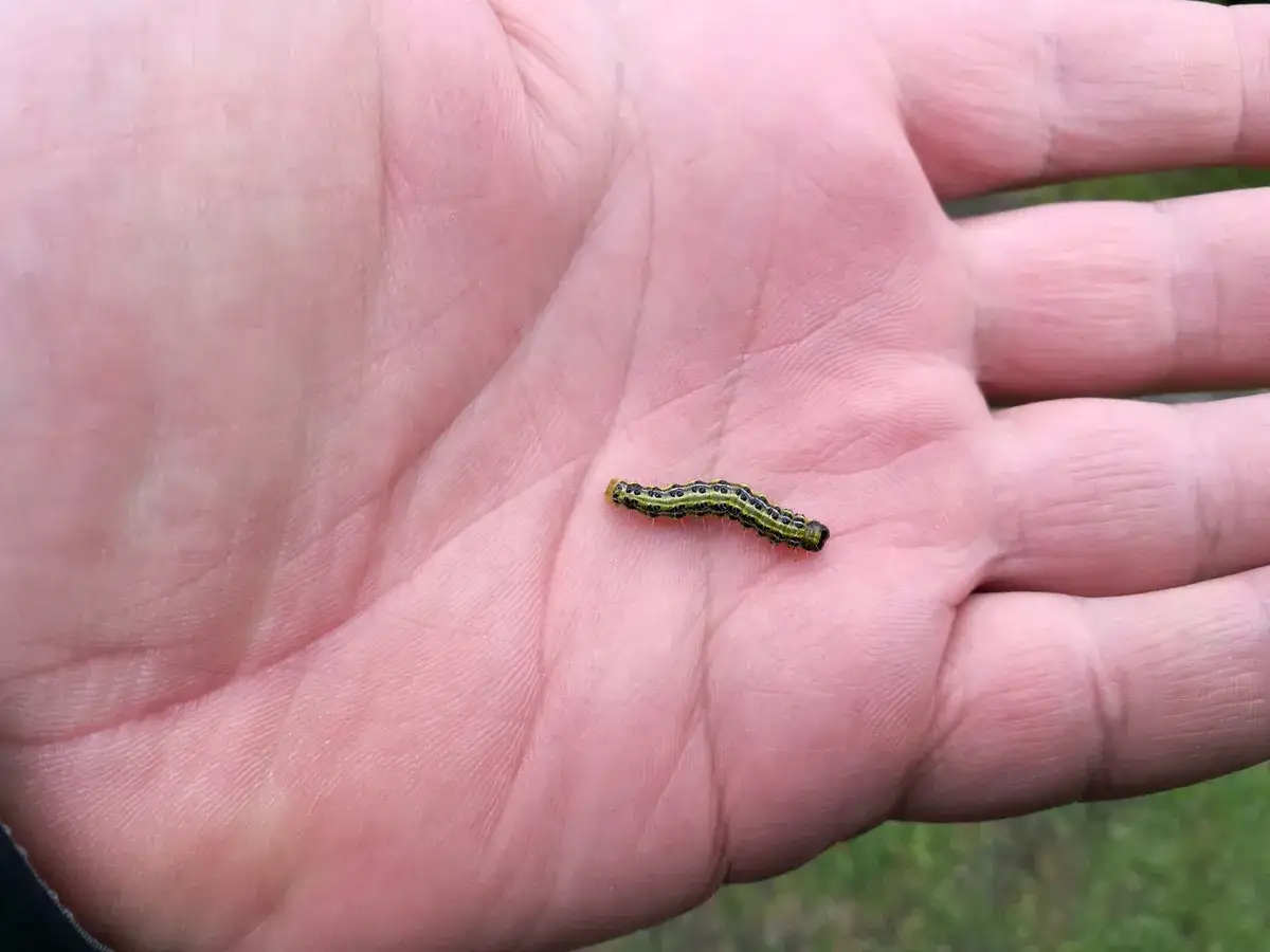 Zielona gąsienica z czarnymi paskami, przypominająca Lepinox, leży na otwartej dłoni.