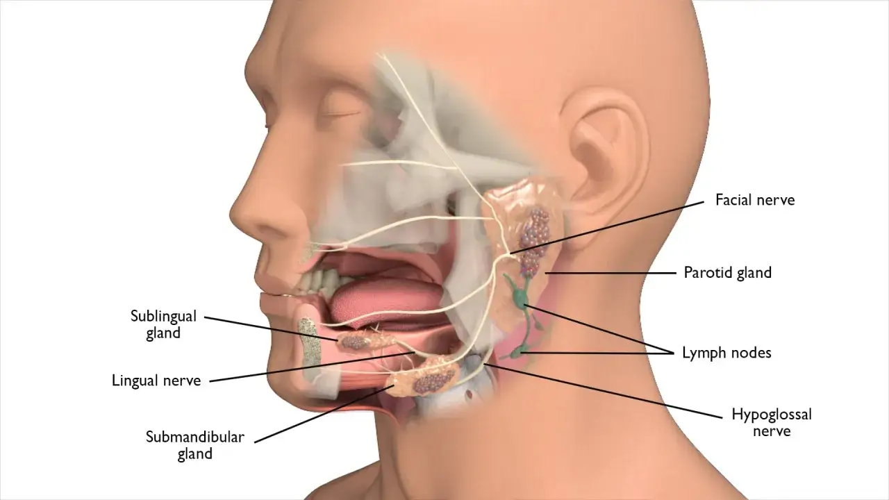 Anatomia głowy z zaznaczonymi gruczołami ślinowymi i nerwami. B&oacute;l pod żuchwą przy dotyku może być związany z obrzękiem węzł&oacute;w chłonnych lub zapaleniem gruczołu podżuchwowego.