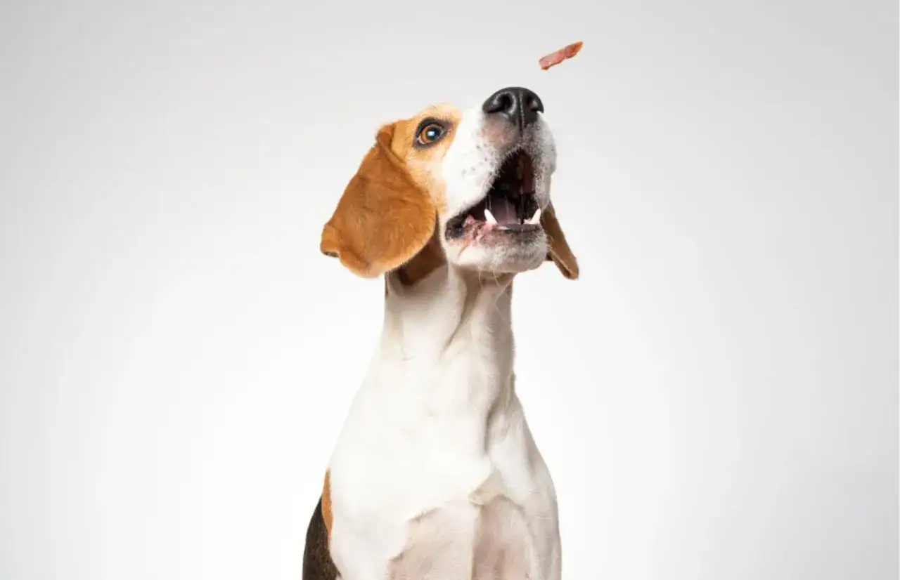 Un beagle essaie d'attraper une friandise en l'air. Une idée pour que mon chien arrête d'aboyer ?